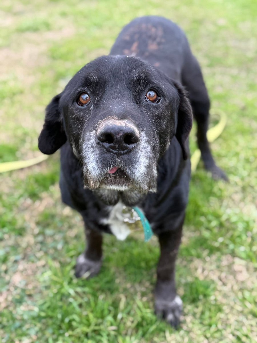 LUDOVICO EN ADOPCIÓN 😍

Es un gordito grandote abrazable de puro amor. Un chico tranquilo y adulto que ya solo quiere pasar sus días tranquilo, sentado cerca tuyo💛

Dale una oportunidad! Escribinos a adoptantesdelcampito@gmail.com para hablar con el equipo de adopciones.