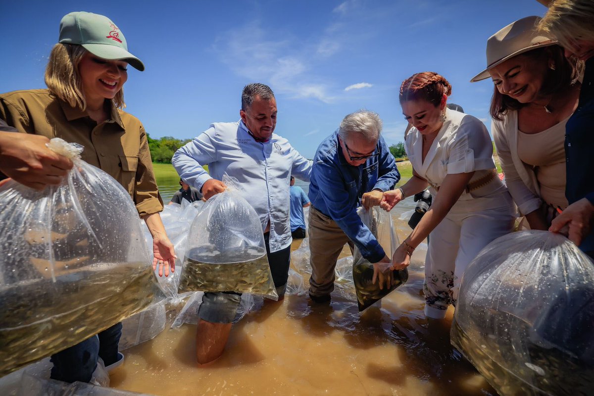 rochamoya_'s tweet image. Desde el primer día hemos estado cerca de quienes viven de la pesca.
Con el Programa de Repoblamiento 2025 sembramos 25 millones de alevines en presas y embalses de Sinaloa, beneficiando a más de 3,500 familias.
Hoy, junto a las y los pescadores de la zona de la Presa Picachos,…