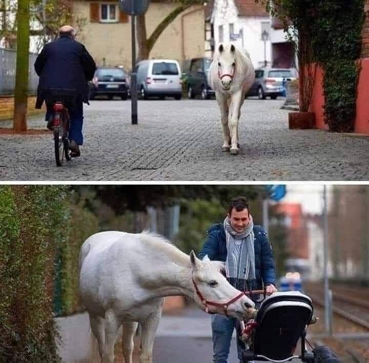 Cada mañana en Frankfurt, (Alemania), puedes ver a Jenny, un caballo caminando solo todos los días. 🤔
Lleva 14 años recorriendo la misma ruta, desde que su dueño de 79 años no puede montar más. A ella le gusta encontrarse con caras familiares en el camino, se detiene y recibe