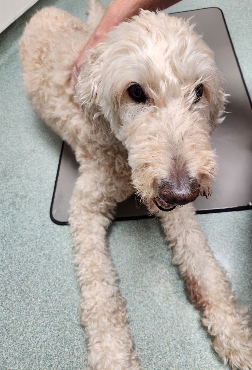BeaconofNick's tweet image. A lot of you have probably heard me talk about Summer in streams lately with her health declining and it being very noticeable. I've had a hard time seeing her age rapidly before my eyes. She went to get groomed today and she was barely able to get out of the car at all and she…