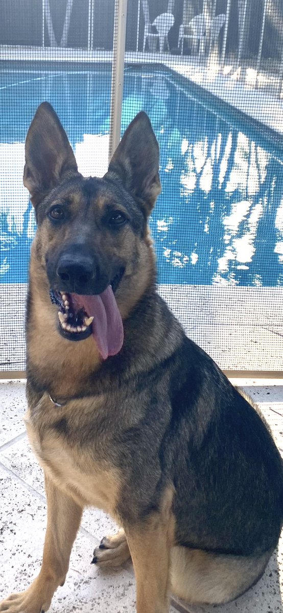 MiamiDade_SO's tweet image. We heard someone turns 2️⃣ today! Join us in wishing K9 Nikol a HAPPY BIRTHDAY 🐾🎉