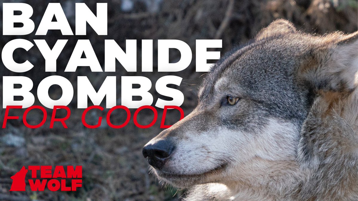 A new bill in Congress—Canyon’s Law—would ban M-44 cyanide bombs from public lands. These deadly devices kill indiscriminately.

Canyon Mansfield was 14 when one went off near his home. His dog died. He barely survived.

Tell Congress: Pass Canyon’s Law.