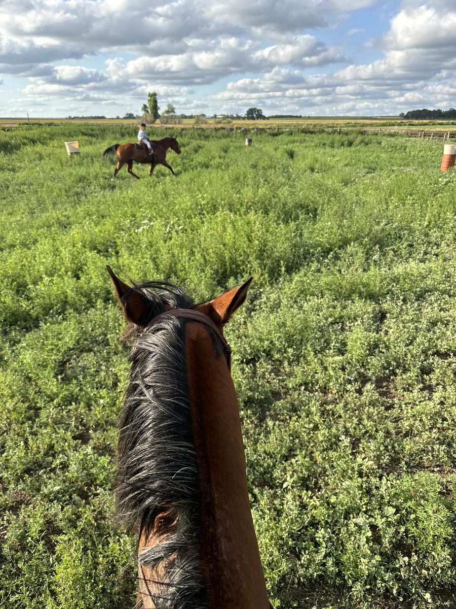 silagechopper's tweet image. And there I was. Summer of 25. Smack dab in the middle of haying season. Training barrel horses in shoulder high kochia weed.