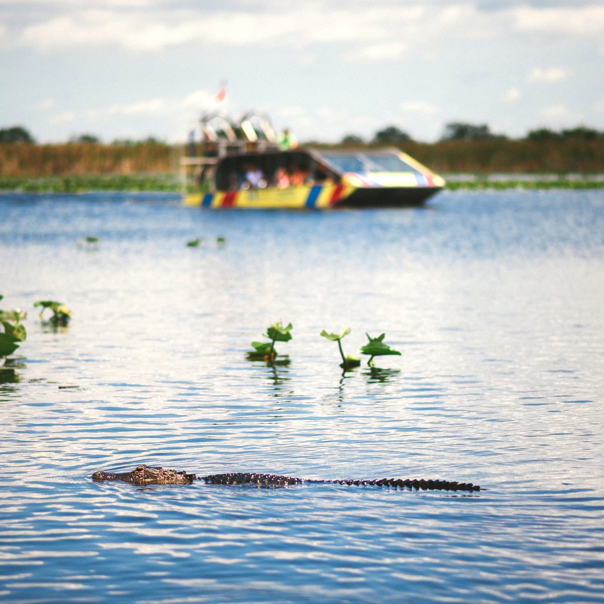 Happy Hump Day from the heart of the Everglades! 🐊🌴

If you're looking for a pick-me-up, there's nothing better than an Everglades airboat adventure surrounded by wild alligators, lush wetlands, and unforgettable sights.

Glide through the subtropical beauty of the Florida