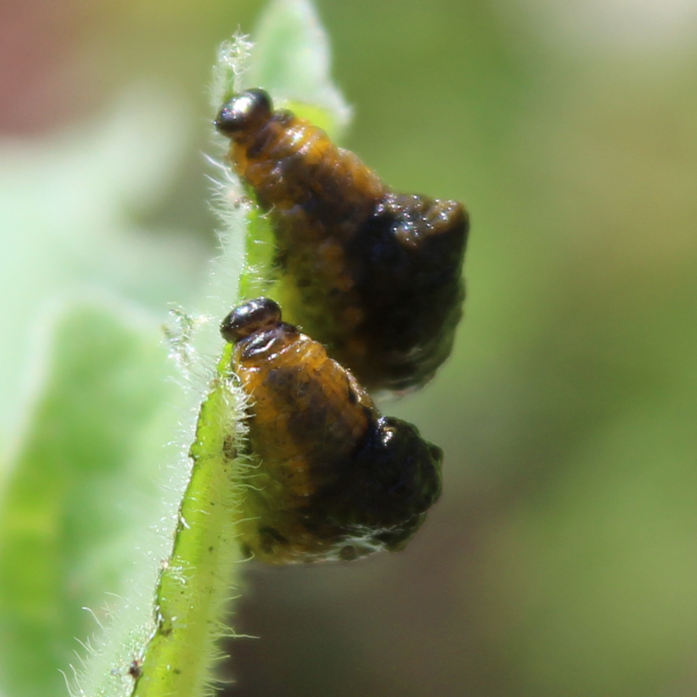 ScurrasFolly's tweet image. News from the garden front:
INVASION!!!!
These vile buggers attacked my cape gooseberries. Apparently, 3-line beetle larvae love to eat tomatillos which are close relatives to these plants. Luckily I got them before they ate too much. And yes, they are covered in their own poo.