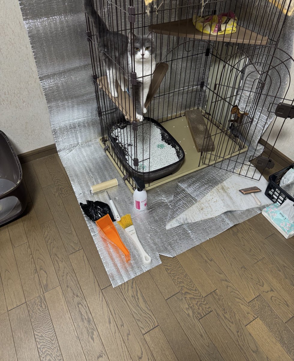 午後健康診断なのだが検便ができてなくて強行策を試みようか検討中。