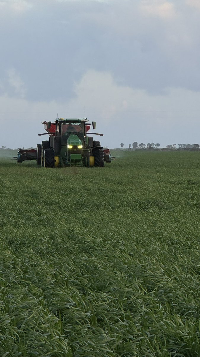 Wheat at Ilbanda; black cockys drinking on our way to town; roos &amp; wetlands; Big T chucking some more N on the wheat. Things are looking good 👌🏻👌🏻