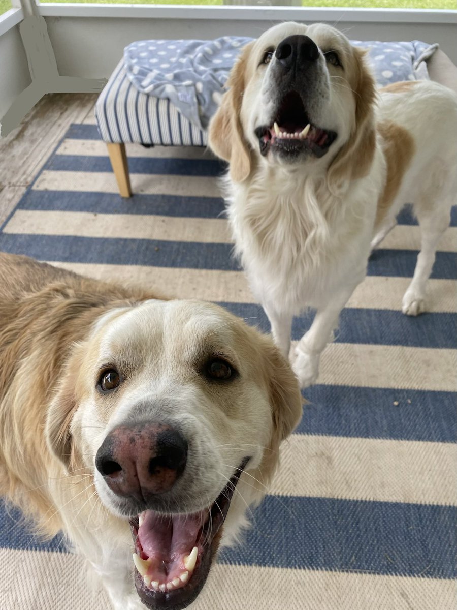 Catturd ™ tweet media