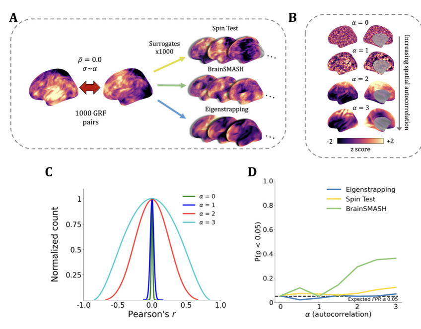 ImagingNeurosci's tweet image. New paper in Imaging Neuroscience by Nikitas C. Koussis, Michael Breakspear, et al:
Generation of surrogate brain maps preserving spatial autocorrelation through random rotation of geometric eigenmodes