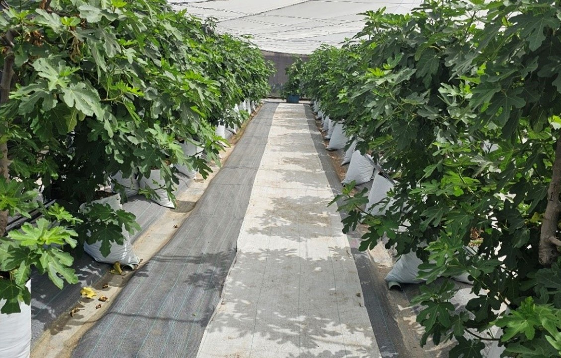 Manejo sustentable de precisión impulsa la producción de higo en hidroponía bajo malla sombra.
Descubre este artículo y más información en la nueva publicación de Ciencia en CIQA en: mailchi.mp/8ad2f3f6bc4a/c…