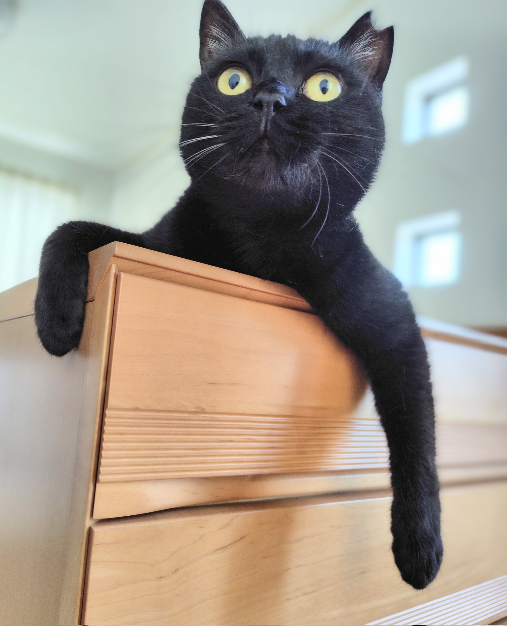 黒猫様omblk翌日発送 くまはうす on X: 