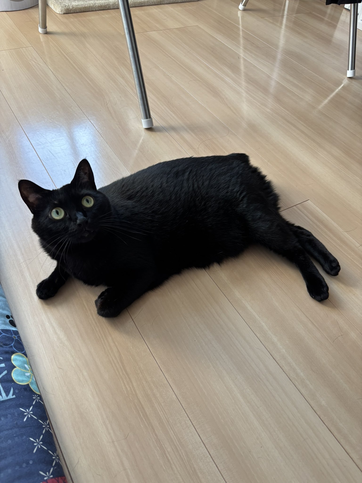 黒猫あさり on X: 