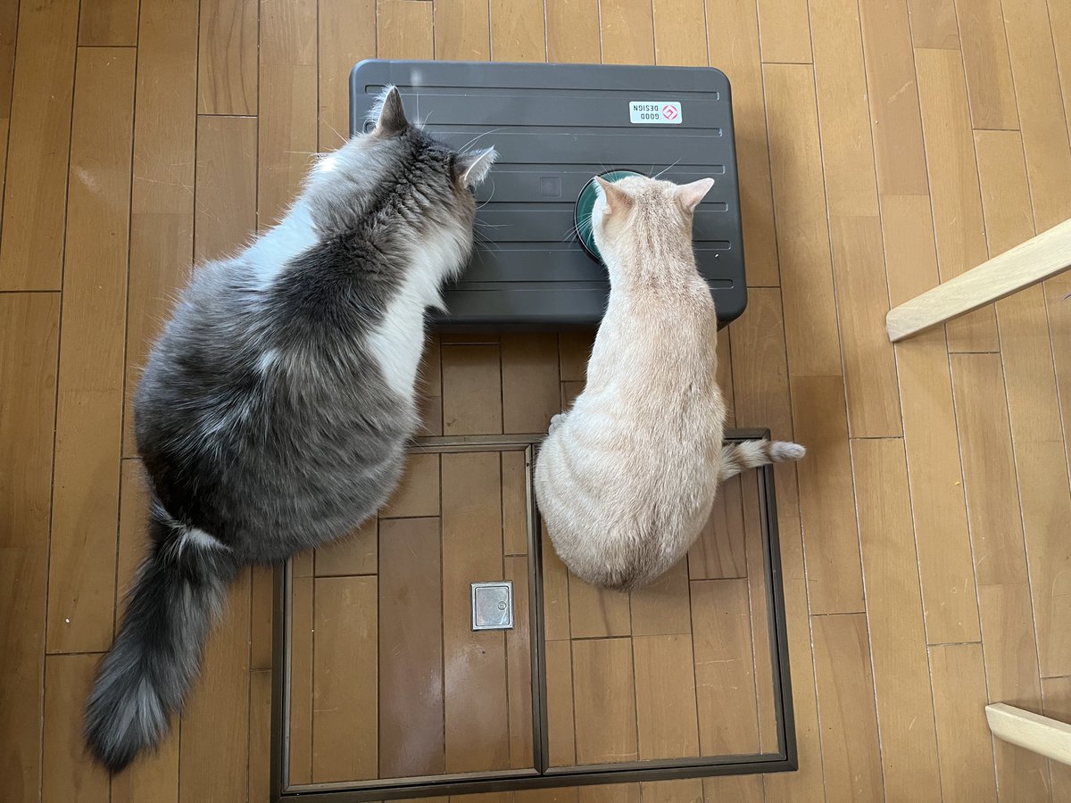 朝ごはん
定時にちゃんと集まるのはこの2匹