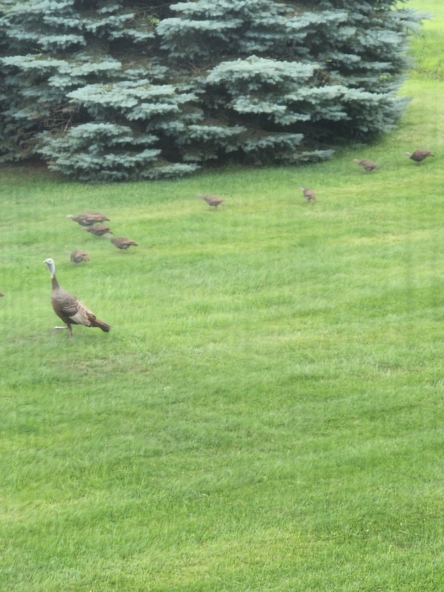 NonSequitur96's tweet image. Thanksgiving came early. Mom, Tom and 10 poultry walking through our back yard just now. Apologies for bad pic, but happened out of nowhere.