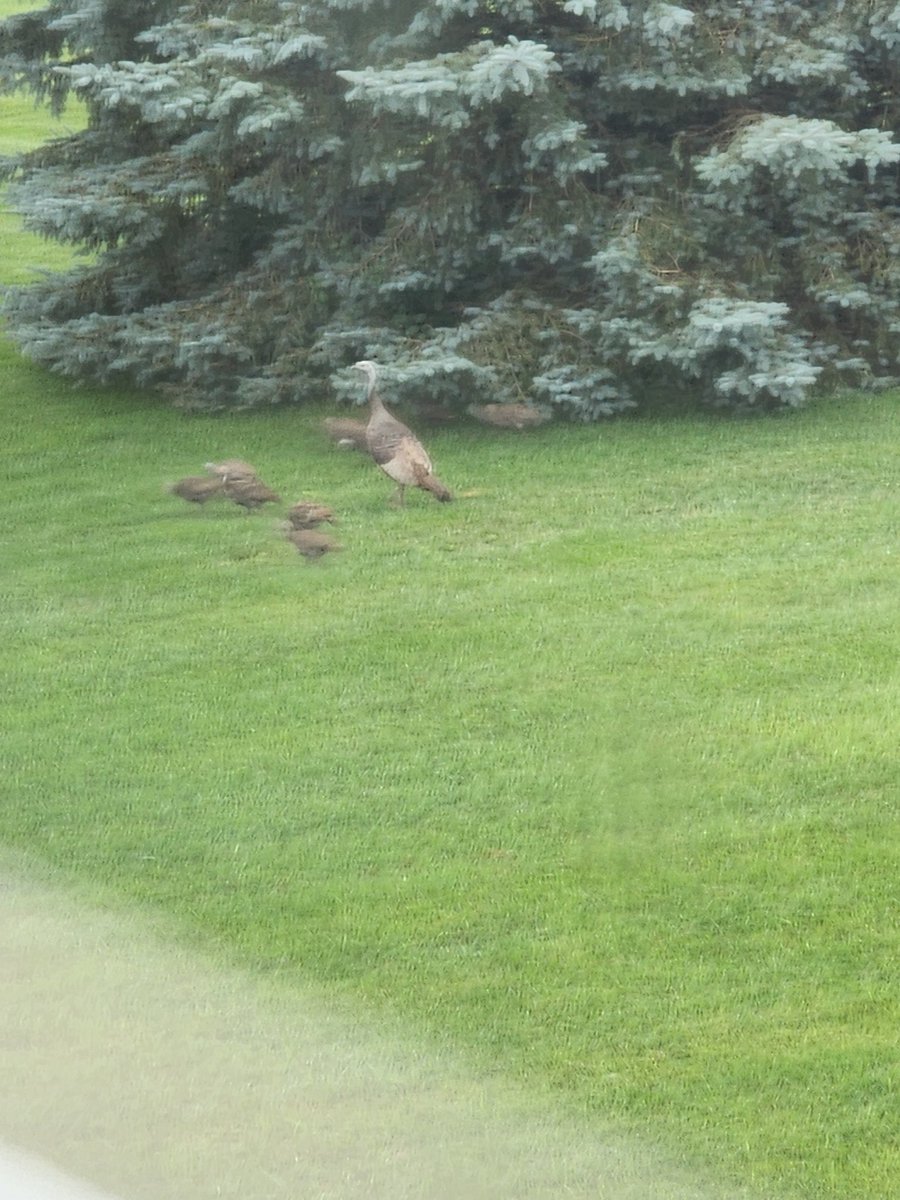 NonSequitur96's tweet image. Thanksgiving came early. Mom, Tom and 10 poultry walking through our back yard just now. Apologies for bad pic, but happened out of nowhere.