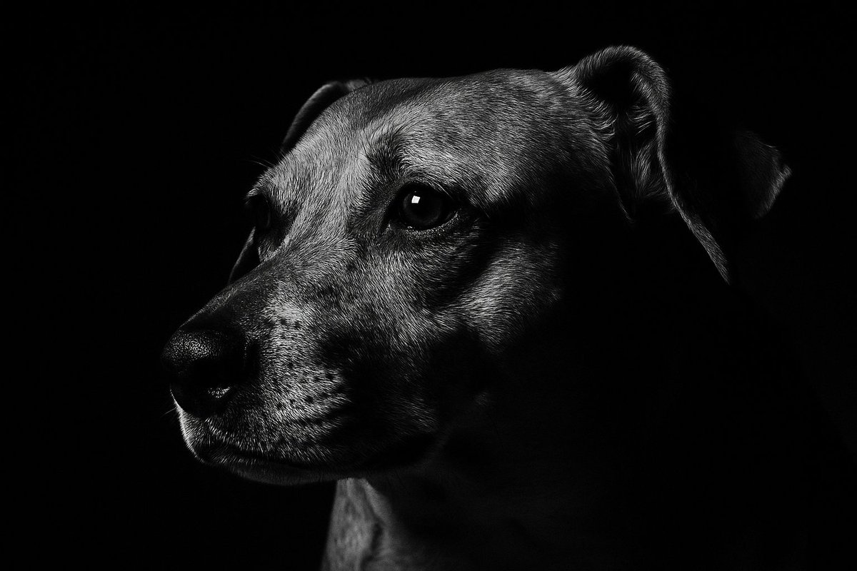drgurner's tweet image. Had ChatGPT make a portrait of my dog from a photo, and I think it came out like a boss.
Here's the prompt if you want to create one too:
"Can you create a high contrast close portrait of my dog focusing on the front head in black and white close up. 35mm lens 4k HD quality…