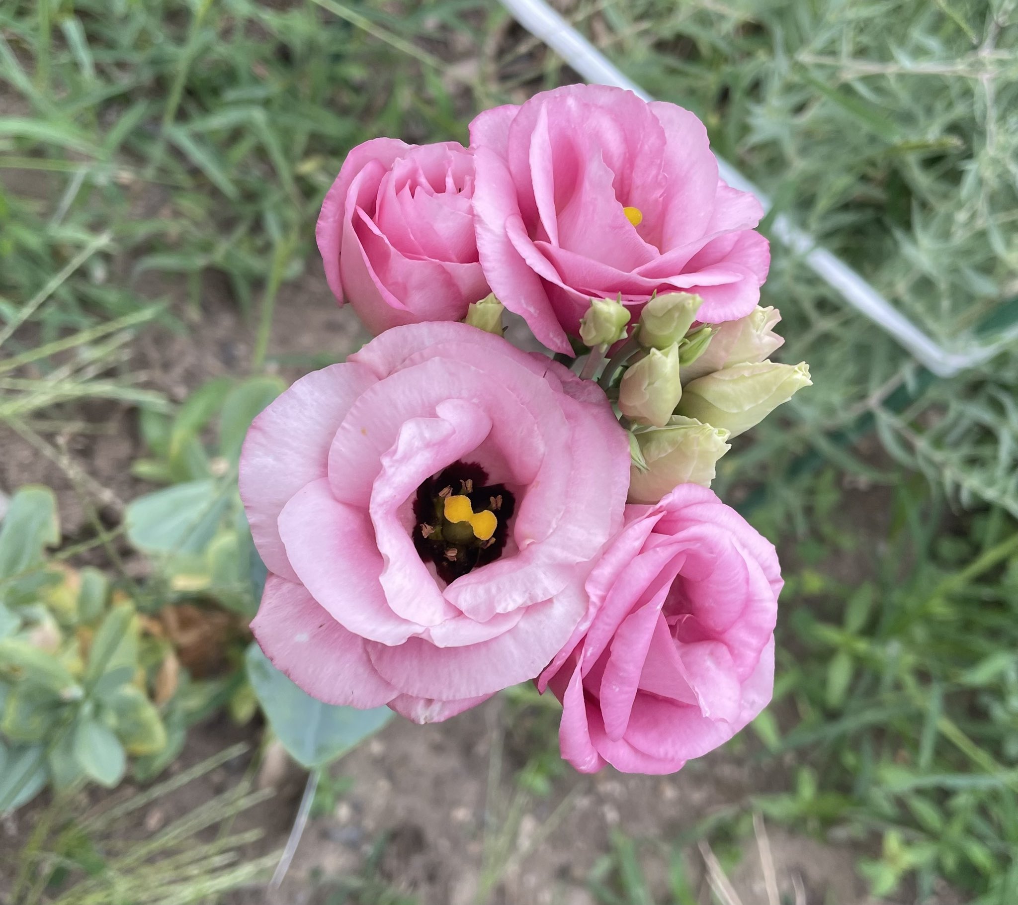専用になりました。トルコ、薔薇4点 専用になりました。トルコ、薔薇4点