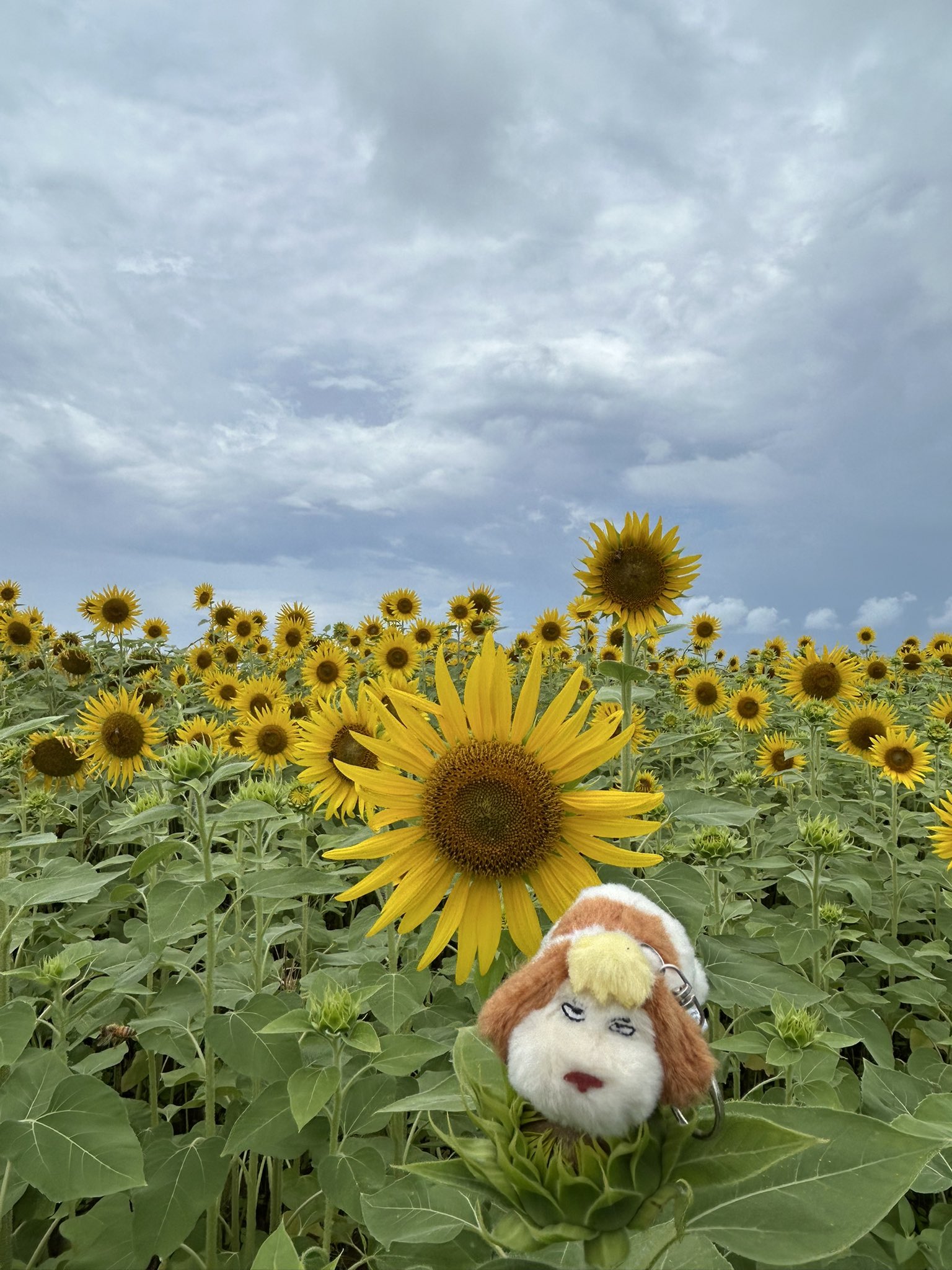 Y UMI様。専用です( ◠‿◠ ) GwTztalWsAAYFg9.jpg