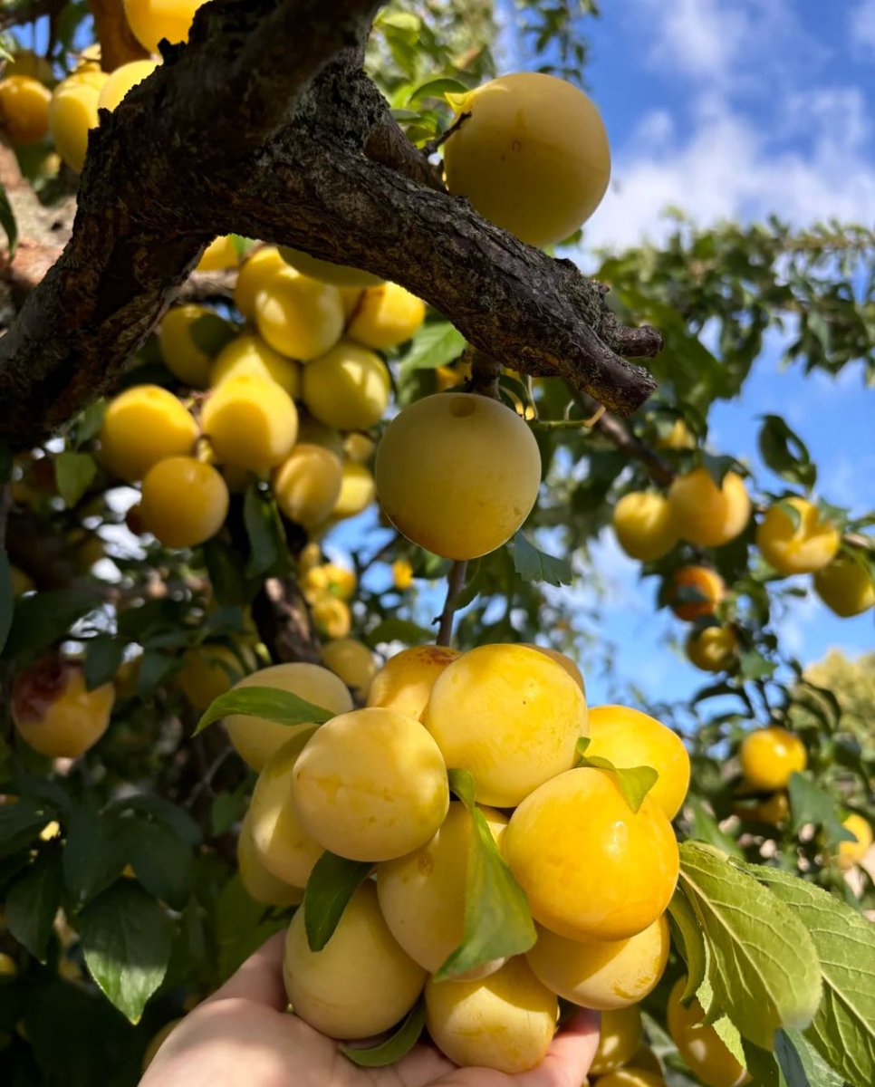 benedictlydia's tweet photo. Golden treasures await! 🍑✨ Nothing beats a bountiful harvest of sweet and juicy plums! 😍🌳 https://t.co/toZJfjBveB