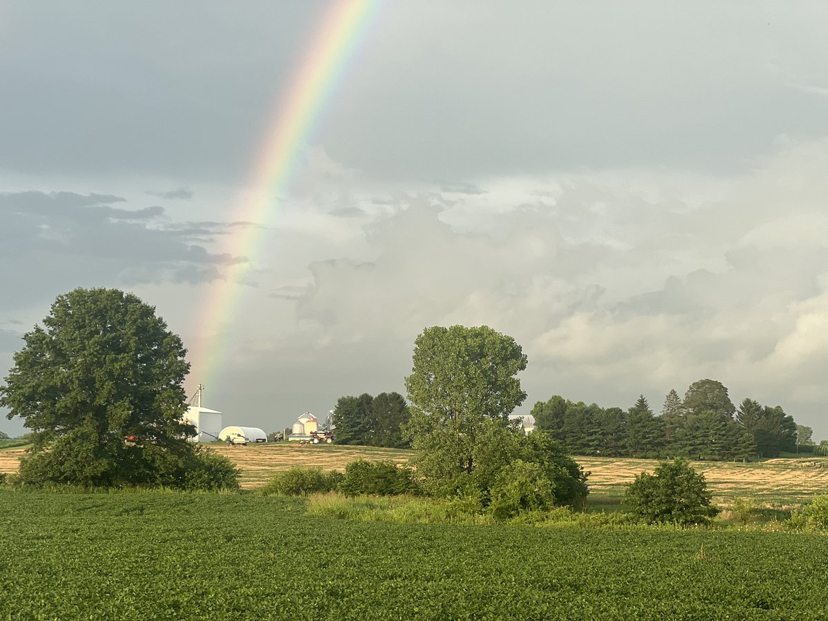 Relay soybeans working their way to sunlight.