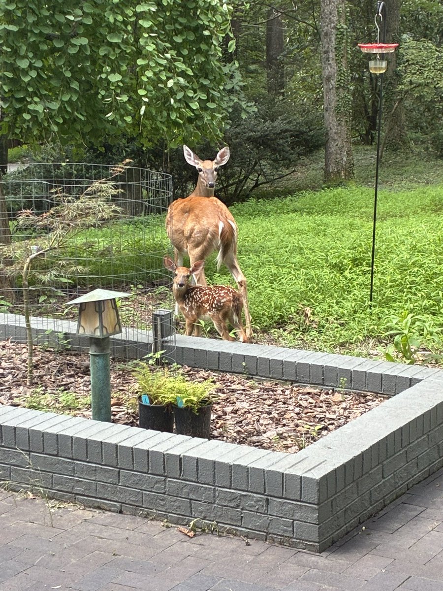 DPazzula's tweet image. The baby deer were born a week or so ago. It’s been great seeing them play in the yard the last few days.