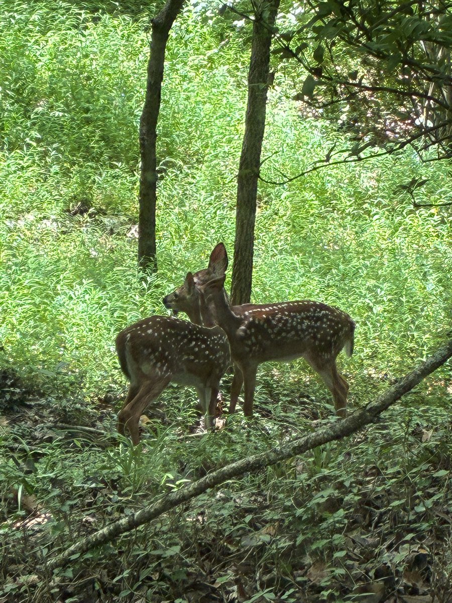 DPazzula's tweet image. The baby deer were born a week or so ago. It’s been great seeing them play in the yard the last few days.