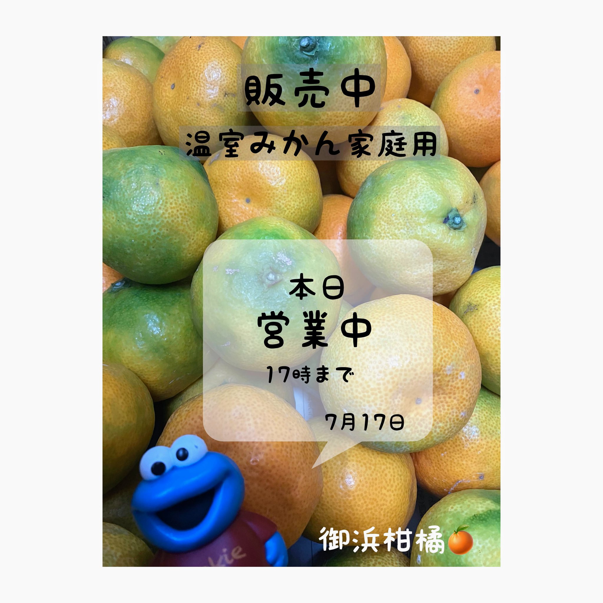 みかん7個 飲むみかんゼリー 7個 | 福井県美浜町 | ふるさと納税サイト