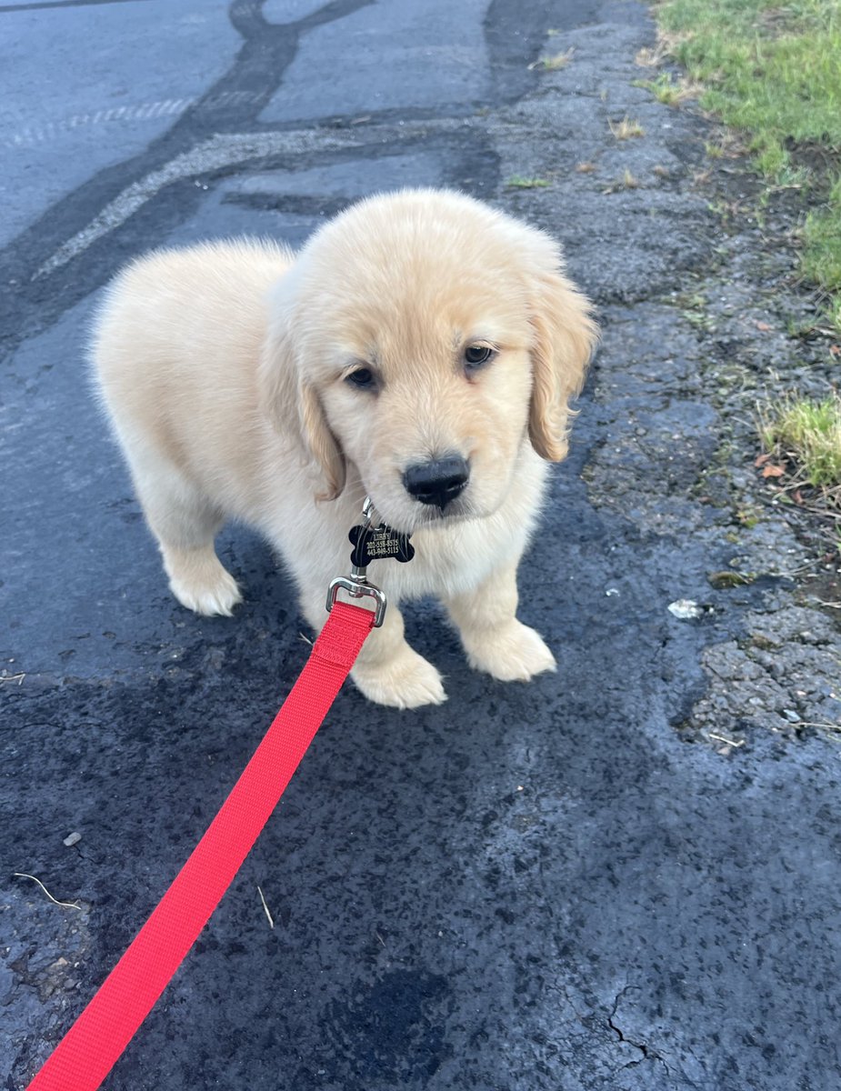 Chris_Grosse's tweet image. Puppy name reveal:
Meet Liberty, Libby for short. We got her on the 4th of July so we thought the name fit.
She is available for endorsement deals and will accept treats as payment.