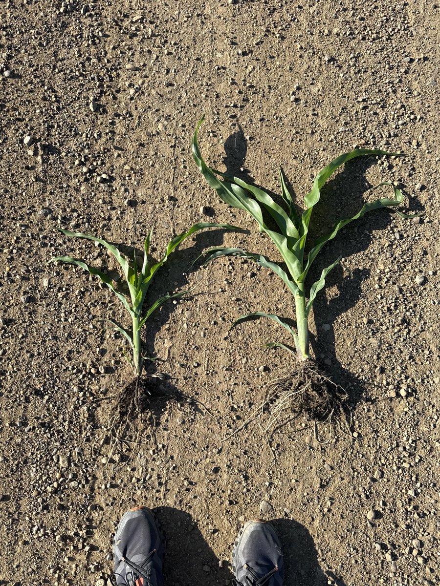 Travis P. Messer tweet media