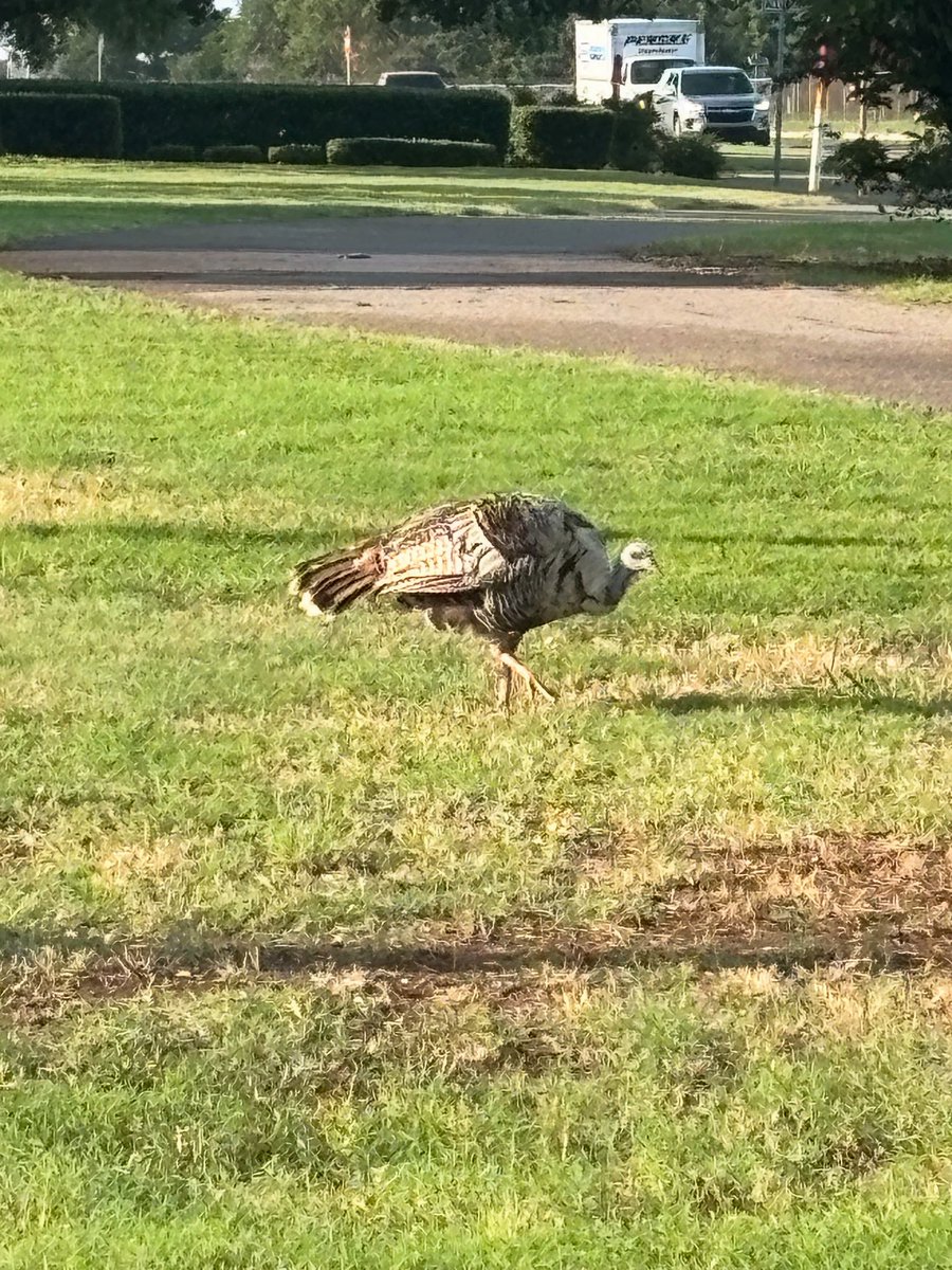 No big whoop. Just a turkey strolling outside 7-11