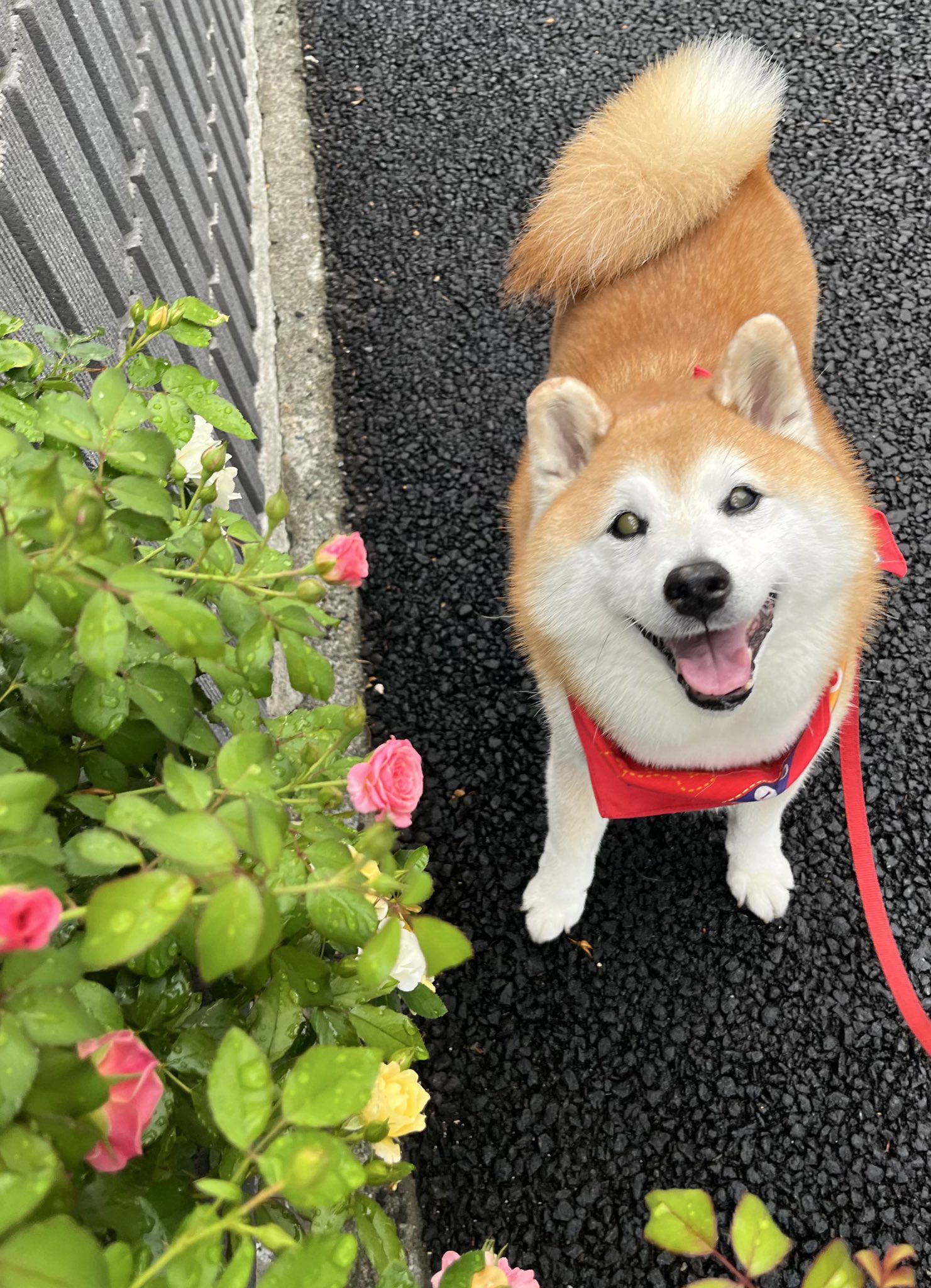 祥&柴犬のまるちゃん on X: 