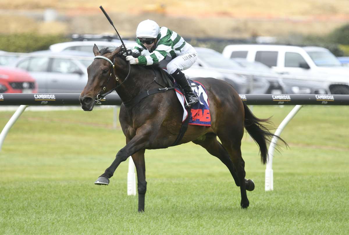 gavelhouse.com (@gavelhouse) on Twitter photo 🤩 Lot 27 in our current 67 Lot sale is Macee Girl, a lightly tried Ace High mare who has won on the big stage at <a href="/Ellerslie_Races/">Auckland Thoroughbred Racing</a>, where her third dam Royal Tiara won the Gr.1 Auckland Cup. Offered unreserved, bidding ends from 7pm (NZT) on Monday.
📲 gavelhouse.co.nz/lot/441362/mac… 🤩 Lot 27 in our current 67 Lot sale is Macee Girl, a lightly tried Ace High mare who has won on the big stage at <a href="/Ellerslie_Races/">Auckland Thoroughbred Racing</a>, where her third dam Royal Tiara won the Gr.1 Auckland Cup. Offered unreserved, bidding ends from 7pm (NZT) on Monday.
📲 gavelhouse.co.nz/lot/441362/mac…
