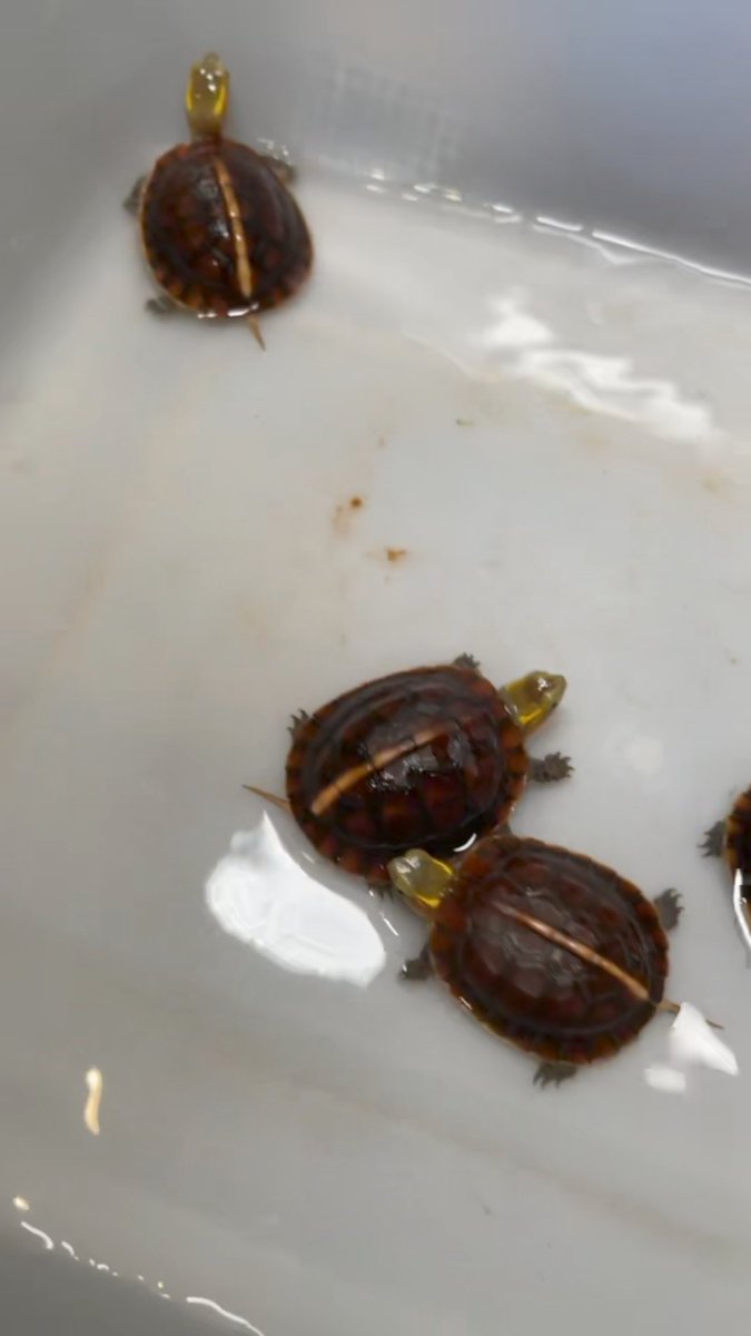 😂😂我应该是本年度病毒最难杀死的男人之一吧😂——本来只是一个小小的感冒，但是不知道怎么回事，突然就转为病毒性感冒，然后病毒性感冒又引发内脏的各种并发症……从门诊转进住院部的时候，我永远忘不掉门诊主任看我的那个眼神，估计大熊猫在他眼里，都没我这情况来的稀奇🤔……