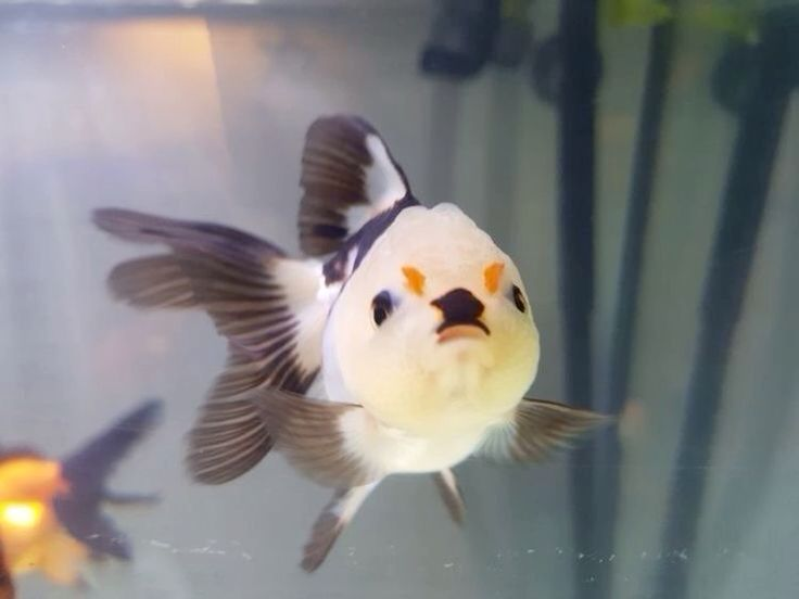 Iithosphere's tweet photo. anrgy fish https://t.co/RKAqS9bPNv