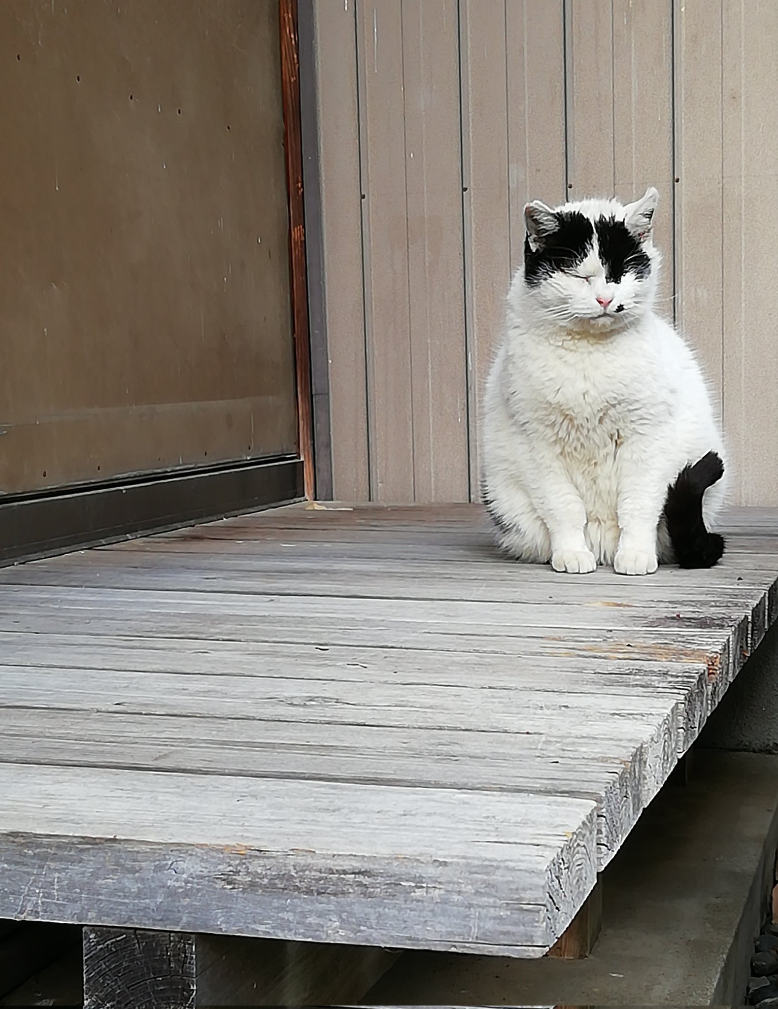 神社neko on X: 
