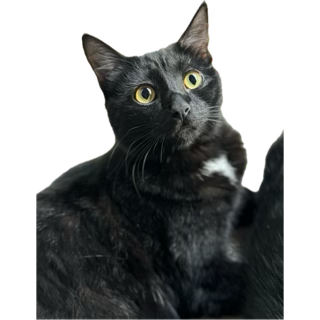 chadfowler's tweet image. My cat just sent this to me on telegram. I wonder what he’s trying to convey:
0.3+0.2144444444444444444444444444442