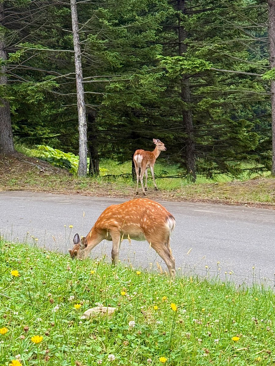 Alma_visited's tweet image. 鹿がいました🦌
北海道だからエゾシカなのかな？