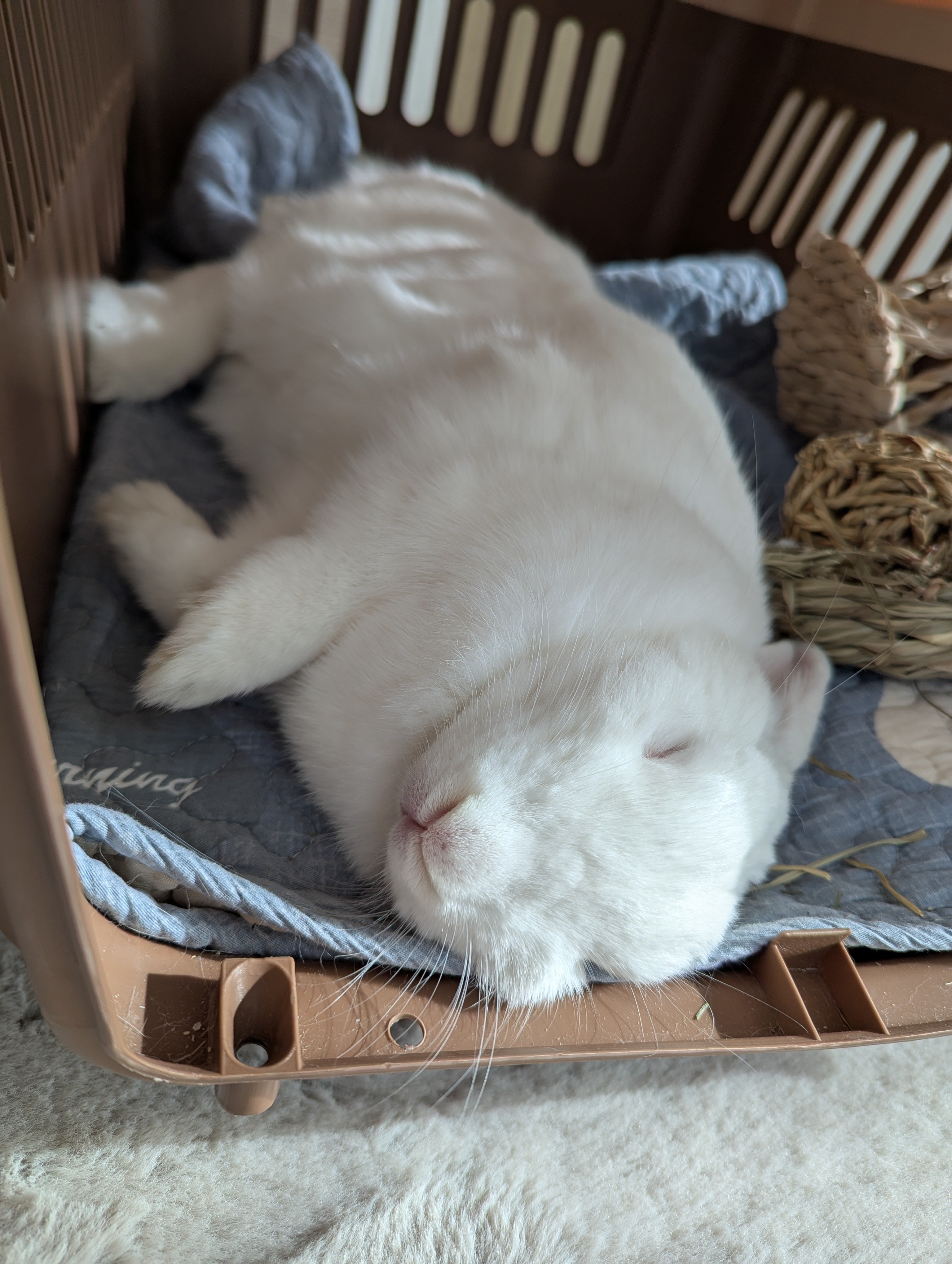 #45-14-585 がんぺーちゃん様 がんぺーちゃん - Search / X