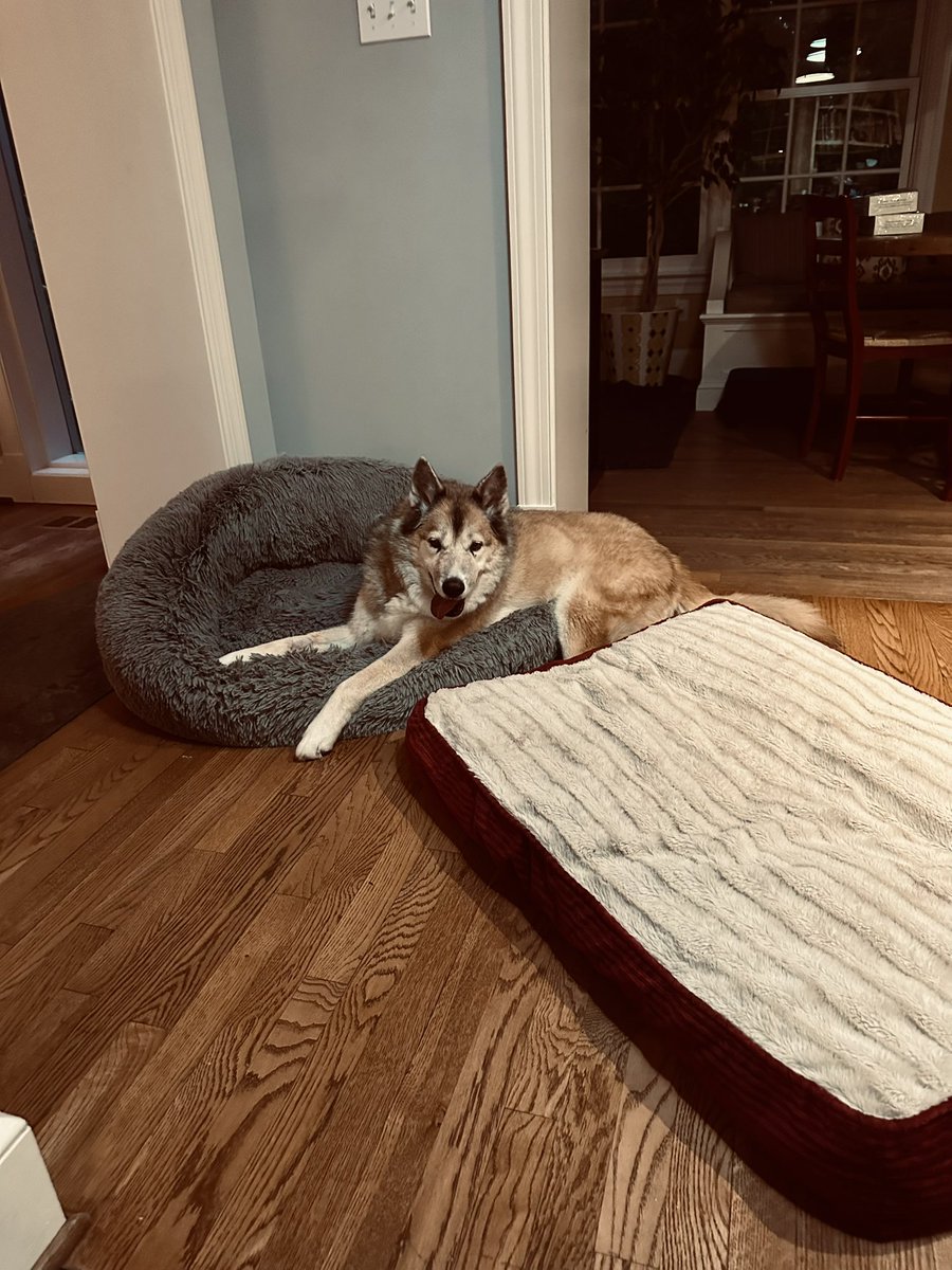 Zoë had a very rough day. They took her best chompers and she’s very freaked out. But she’s home now.