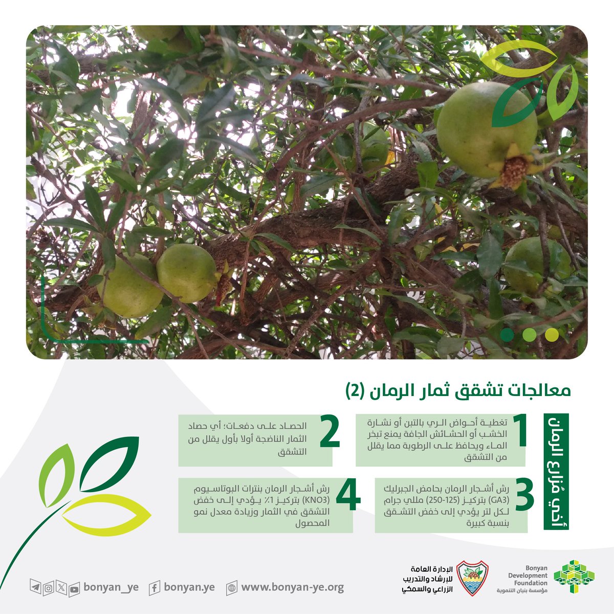 معالجات تشقق ثمار الرمان (2)

أخي مُزارع الرمان:
1- تغطية أحواض الري بالتبن، أو نشارة الخشب، أو الحشائش الجافة يمنع تبخر الماء ويحافظ على الرطوبة مما يقلل من التشقق.
2- الحصاد على دفعات؛ أي حصاد الثمار الناضجة أولا بأول يقلل من التشقق.
3- رش أشجار الرمان بحامض الجبرليك (GA3)