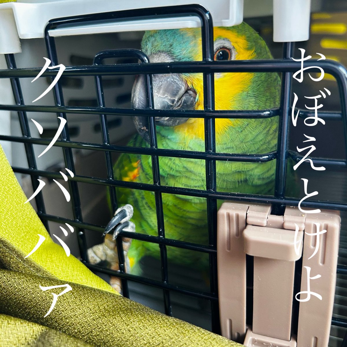 buncho_honey's tweet image. 死闘の末
キャリーに入れられた
バチボコキレてる
青の男。
#アオボウシインコ