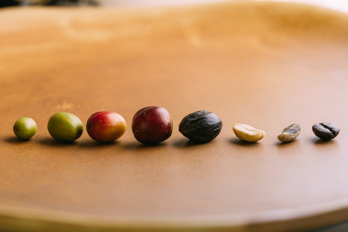 #Destacado l “La sostenibilidad no es un discurso, es una estructura de valor que se construye desde abajo hacia arriba, empezando por quien siembra, cuida y cosecha. Si el mundo necesita más café, entonces debemos garantizar que quien lo produce pueda vivir dignamente de