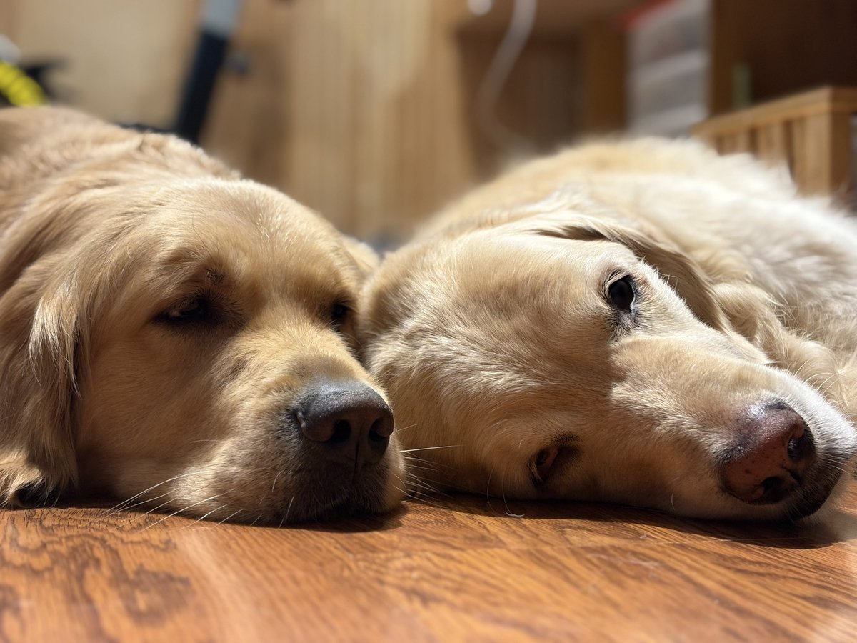 WalterTheGolden's tweet image. Goodnight frens
Mom’s trying to catch up on Dog Twitter while we go to bed early.