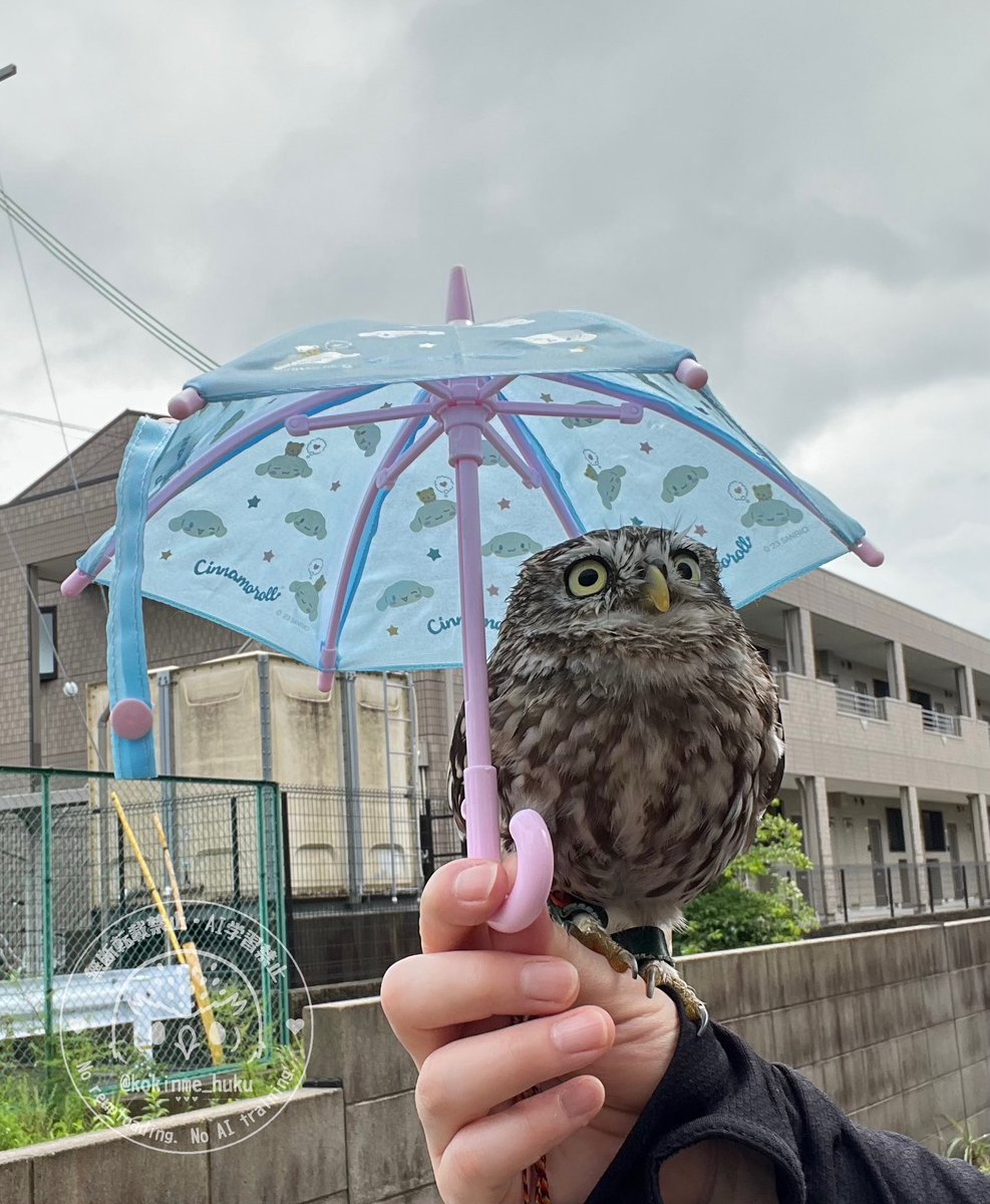 kokinme_huku's tweet image. あめ でしゅね☂️