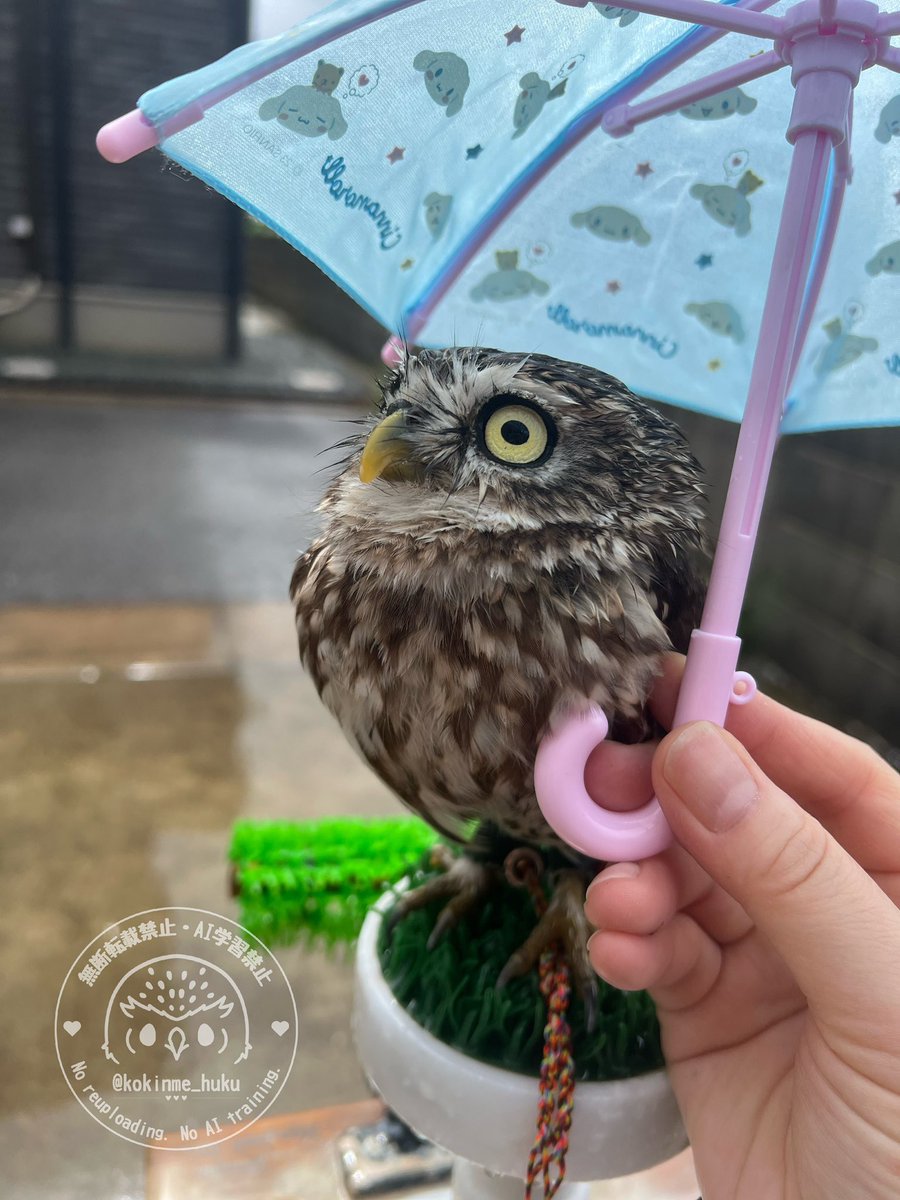 kokinme_huku's tweet image. あめ でしゅね☂️