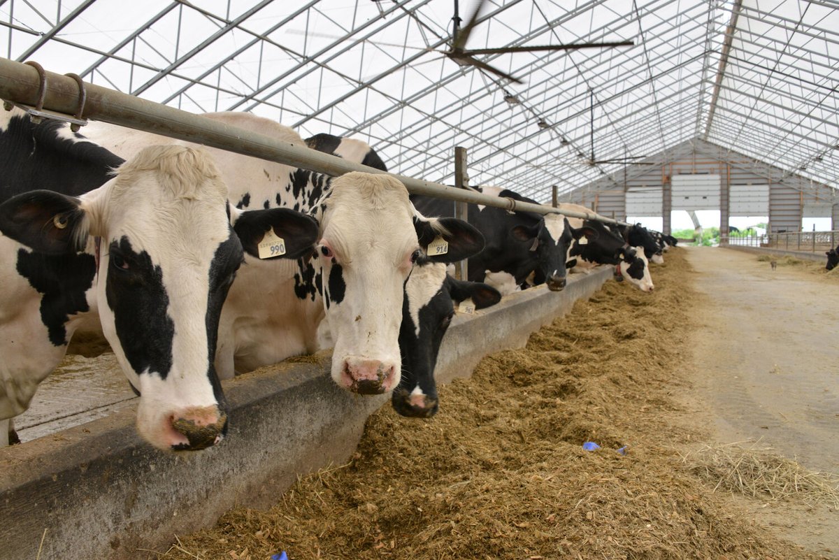 A WeCover barn results in happier cows, improved milk production, and a space you can rely on, season after season.
Invest in a barn that works as hard as you do. Because your herd’s comfort is the foundation of your success. Learn how WeCover can help: wecover.net.