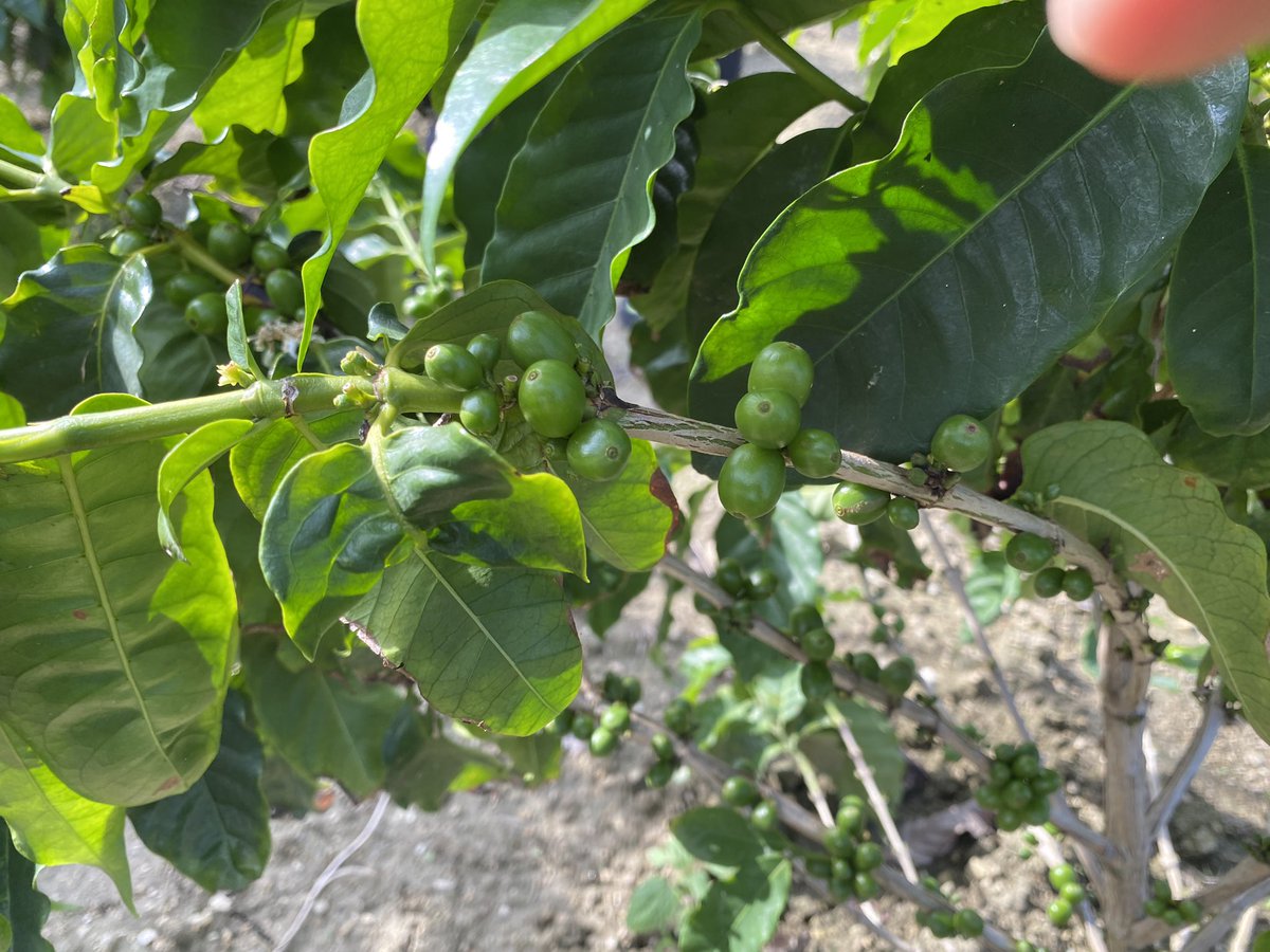 RyukyuRider's tweet image. おはよー沖縄☀️

一昨年からコーヒー植えていたんだけど、
今日見たら実がなってた😁👍

コイツを焙煎して飲む日も近いか

#沖縄コーヒー