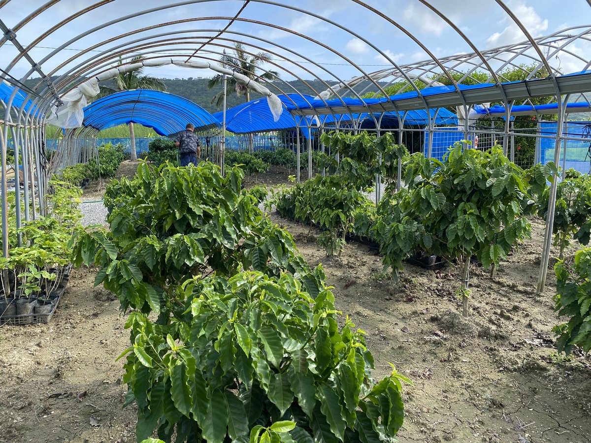 RyukyuRider's tweet image. おはよー沖縄☀️

一昨年からコーヒー植えていたんだけど、
今日見たら実がなってた😁👍

コイツを焙煎して飲む日も近いか

#沖縄コーヒー