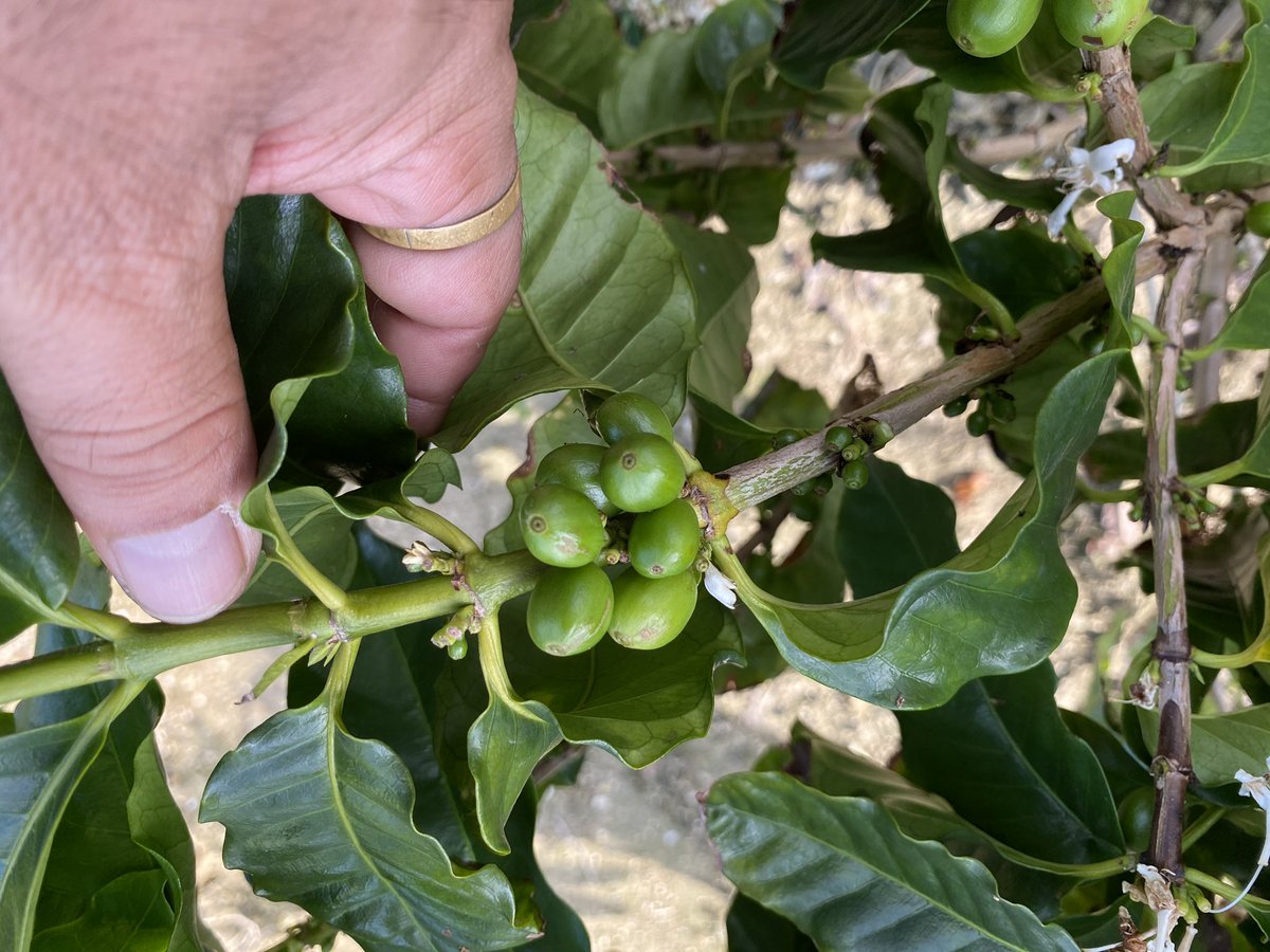 RyukyuRider's tweet image. おはよー沖縄☀️

一昨年からコーヒー植えていたんだけど、
今日見たら実がなってた😁👍

コイツを焙煎して飲む日も近いか

#沖縄コーヒー