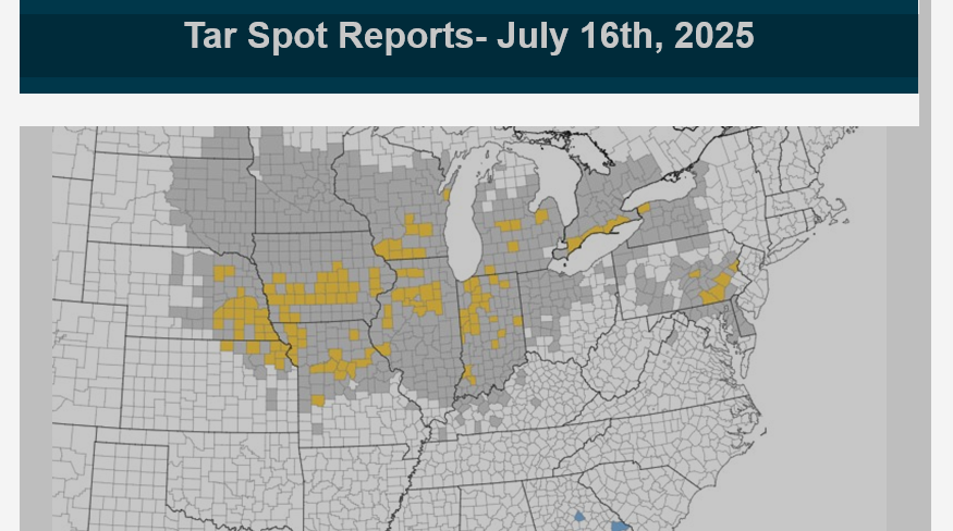 Channel_SD's tweet photo. Tar Spot has been reported in the northern NE area which is not far from SD. Scout your fields and if TS is present consider a VT-R1 application of #DelaroComplete to control this yield robber. https://t.co/eHdZQavMbm